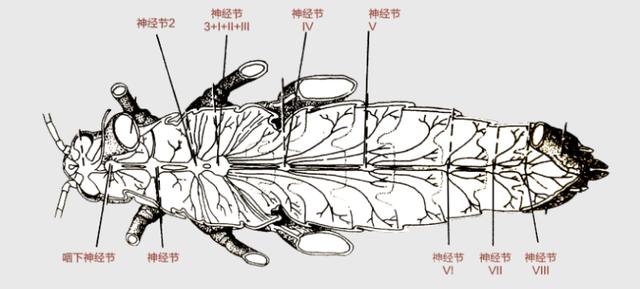 苍蝇会出现哪些症状，苍蝇在养殖中存在的危害和疾病