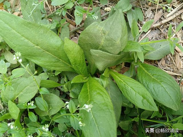 这么多野菜你认识几种，比韭菜还鲜嫩
