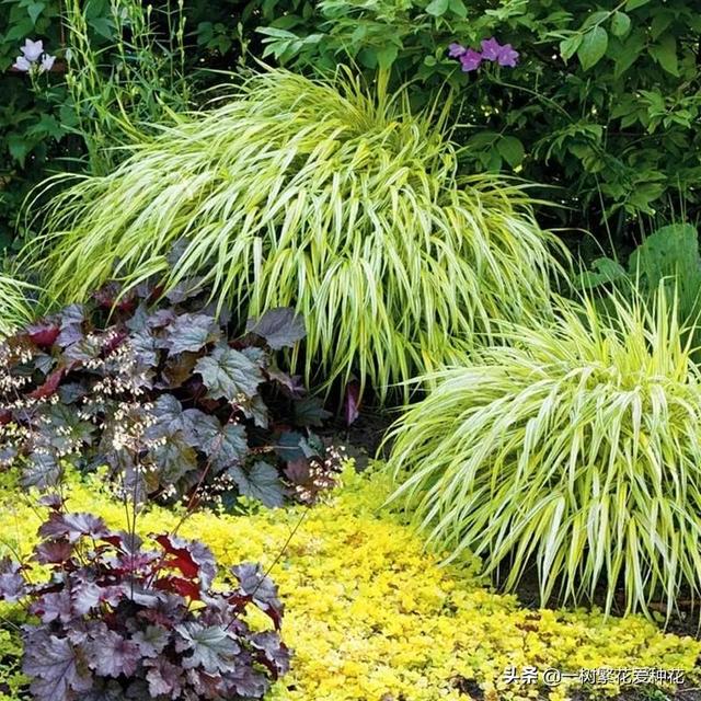 适合庭院养的草花，25种观赏草观叶赏花