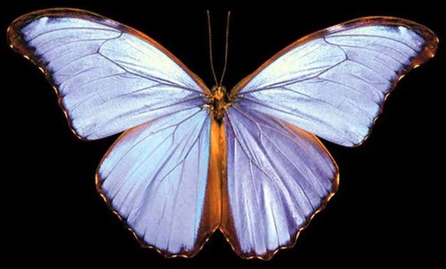 世界八大名贵蝴蝶，世界十大名贵蝴蝶