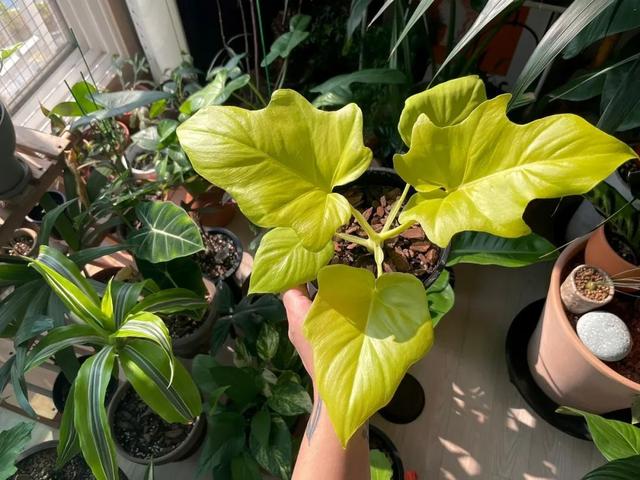 各种盆栽花的养殖方法，很值得养一盆的6种室内盆栽