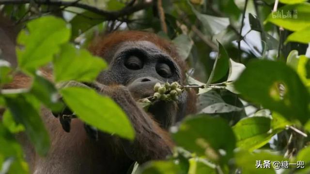 世界上最奇妙的植物，以捕猎、诱惑、暴力等各种方式生存着