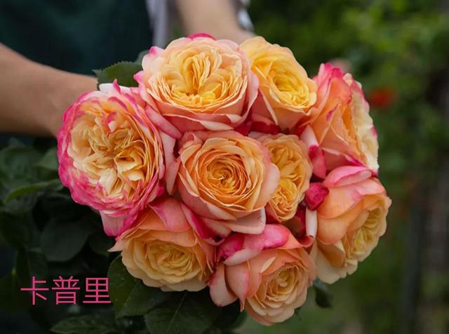 切花月季哪几个品种比较好，常见切花月季一览