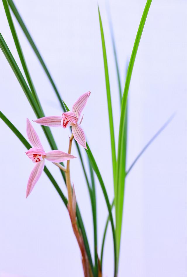 莲瓣，莲瓣兰珍荷