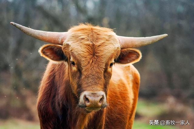 牛病防治知识100条，养殖肉牛最容易得这七种病