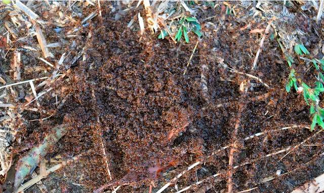 世界上最大的蚂蚁，世界上最大的蚂蚁在哪里生长（世界上最大的蚂蚁公牛蚁）