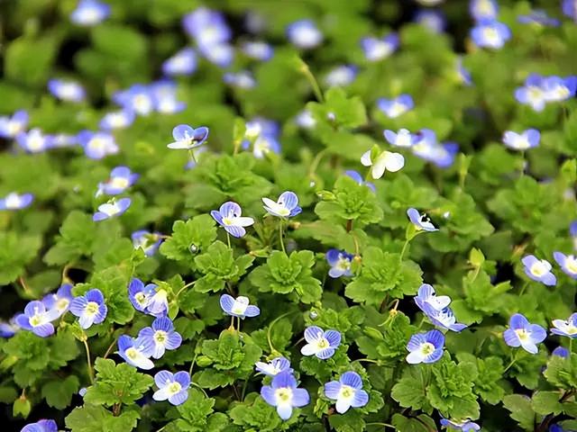 花卉图片及名称大全，常见绿植花卉及名称大全（100种常见花图鉴）
