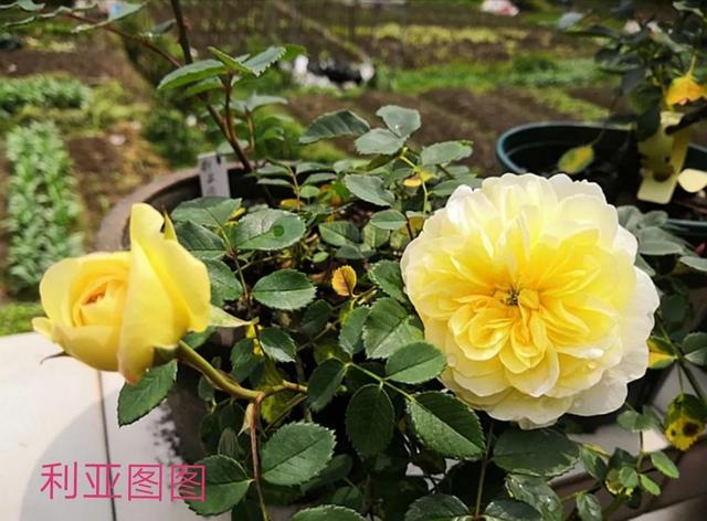 切花月季哪几个品种比较好，常见切花月季一览