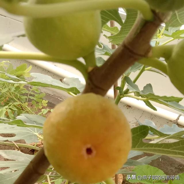 荷兰豆为什么叫荷兰豆，搞笑荷兰豆为什么叫荷兰豆