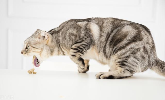 为什么猫咪会呕吐猫粮，猫咪呕吐、吐猫粮是什么原因造成的