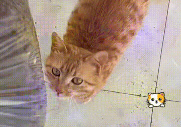 猫一窝能生几只，猫咪最多可以生几窝宝宝（猫妈临近分娩却无处可去）