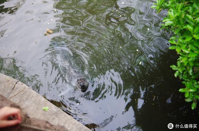 厦门大明湖春节有什么好玩的地方，厦门大明湖畔：水仙绽放贺春来