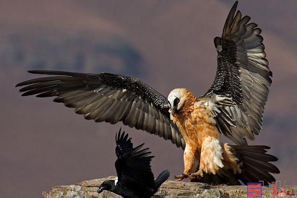 飞行速度最快的鸟，盘点10种飞行速度最快的鸟类（速度堪比人类博尔特）