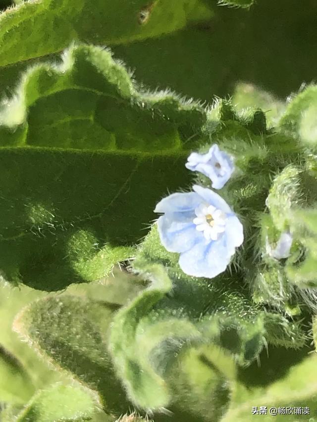 这么多野菜你认识几种，比韭菜还鲜嫩