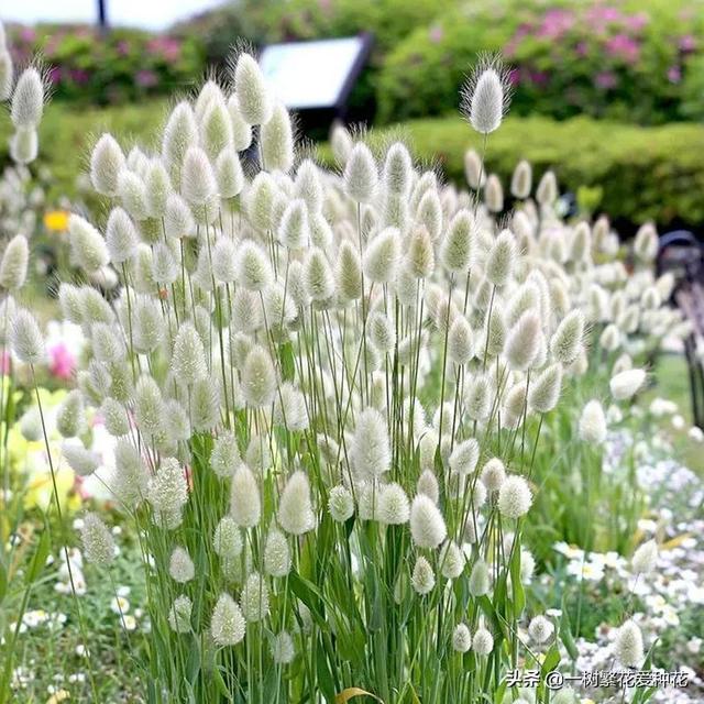 适合庭院养的草花，25种观赏草观叶赏花