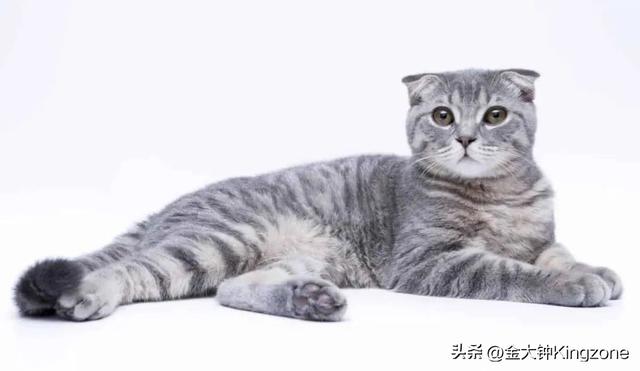 世界上最可爱的猫，世界上最可爱的几十种猫咪（猫味最重的五种猫咪）
