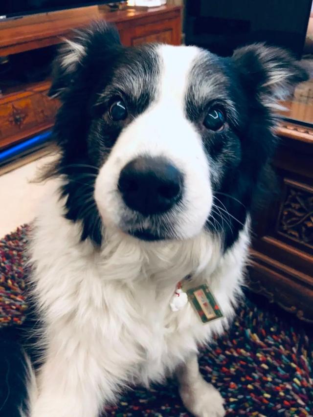 边牧和串串的狗哪个好养，毛毛宠城堡新宠