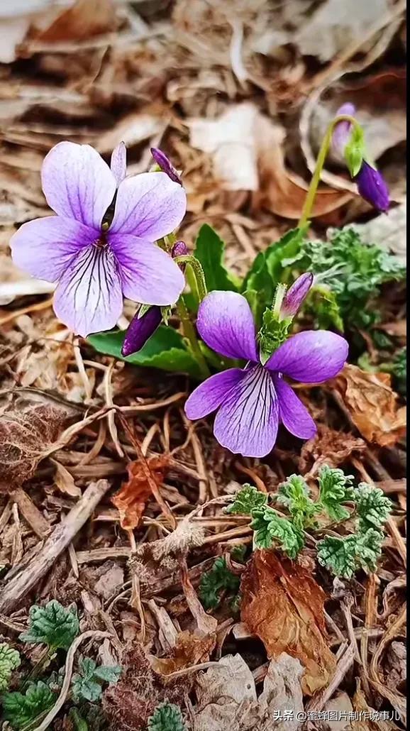 一束鲜花一份温馨一种愉悦，一束鲜花一个春天