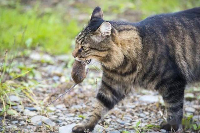 最温顺的猫排名，猫咪可爱又好养的排名