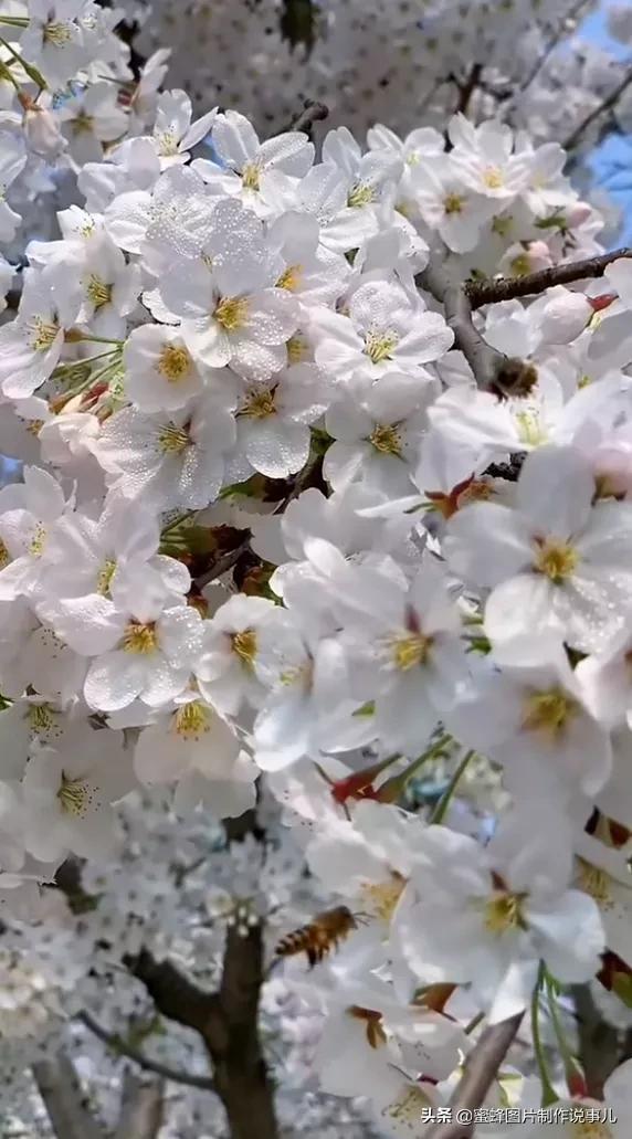 一束鲜花一份温馨一种愉悦，一束鲜花一个春天