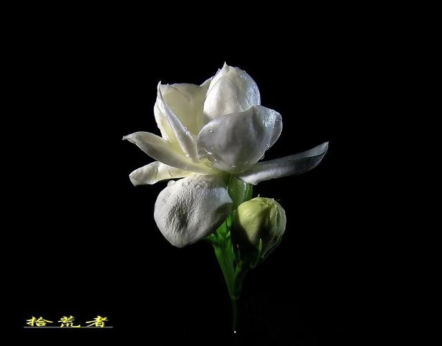 茉莉花代表的寓意是什么,好一朵茉莉花象征 茉莉花代表的寓意是什么,好一朵茉莉花象征