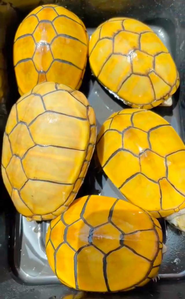 越养越好看的蛋龟，“三大巨蛋”之一的墨西哥巨蛋龟