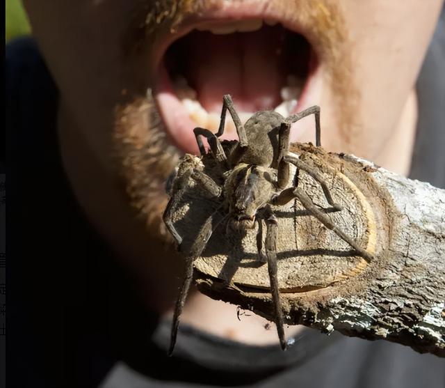 有哪些昆虫可以吃，看看在人类的食谱中都有哪些可食用的昆虫