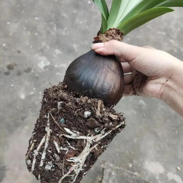 养花的基本知识和技能，闲时种花草：种花的基本常识