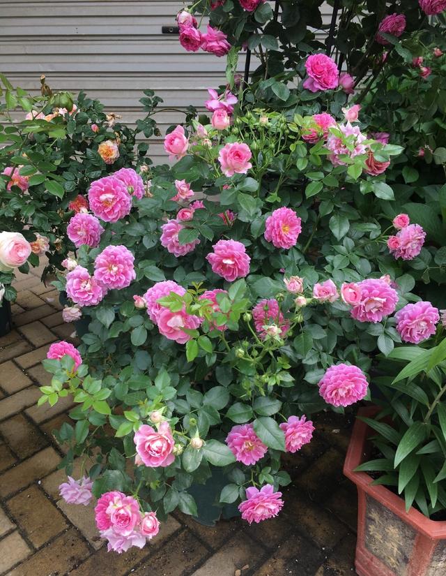 好看的月季花叶片，适合新手养的“2种月季”