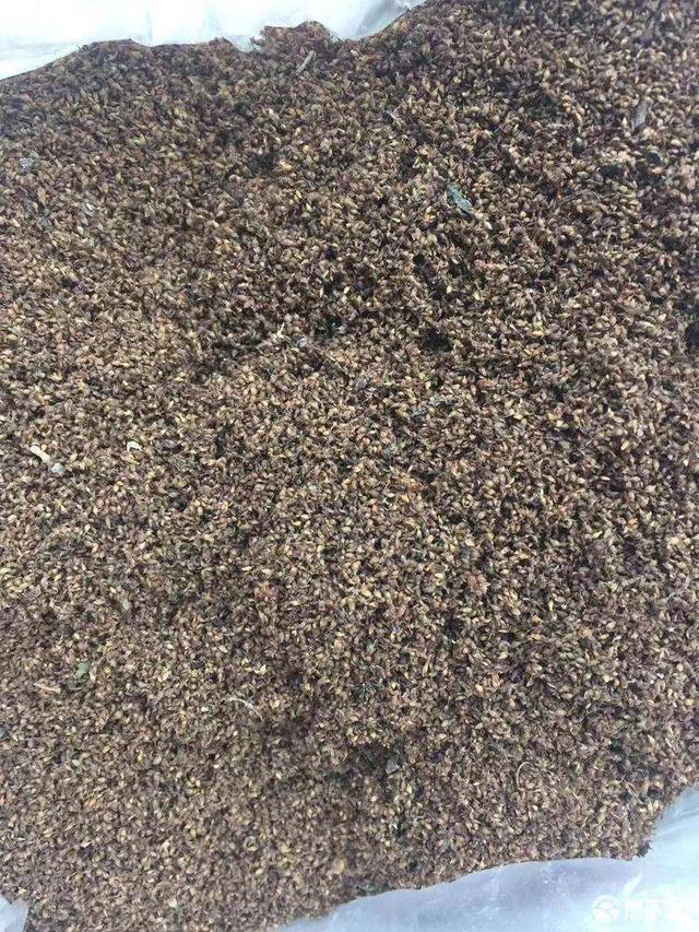 苎麻它有什么用途，原来还有这么多的大用处