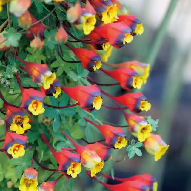 奇花异草160种，25种奇花异草第1集