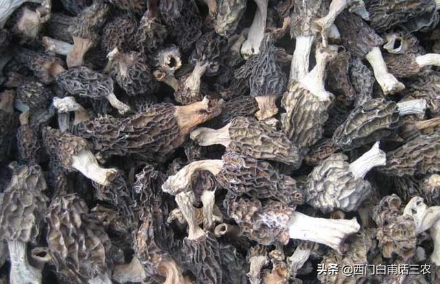 鮮羊肚菌價格多少一斤,全國各地市場行情一覽 鮮羊肚菌價格多少一斤,全國各地市場行情一覽