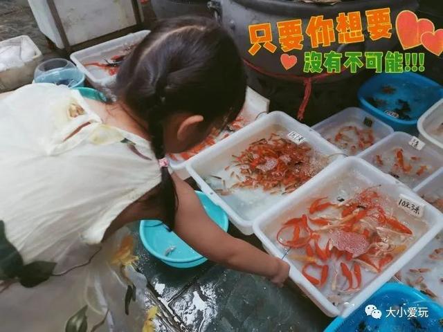 北京四大花市，丰台四大花市逛买攻略