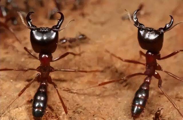 蚂蚁是由什么进化来的，蚂蚁是地球上进化得最完美的生物