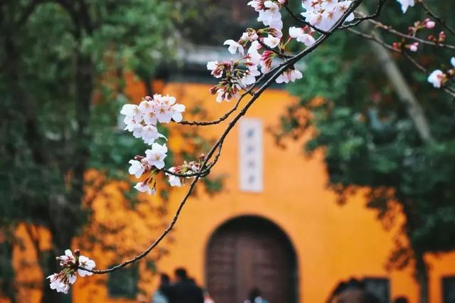 春天去哪里旅游，最适合春天去的7大旅游景点