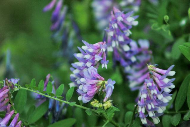 紫红色景观花卉，花卉紫色花卉