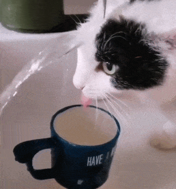 猫怕冷还是怕热，猫咪怕冷还是怕热的表现（如果您家猫有以下行为）
