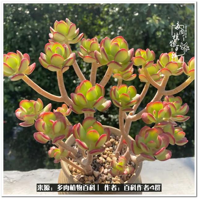 好养的容易上色的景天科多肉，景天科常见多肉图鉴不完全版D系列