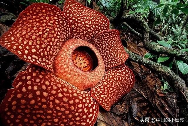 为什么大王花被叫做食人花，大王花也叫做食人花