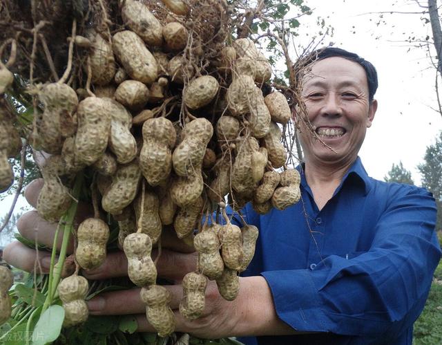 一年种两季花生的方法，教你种花生的3个小妙招