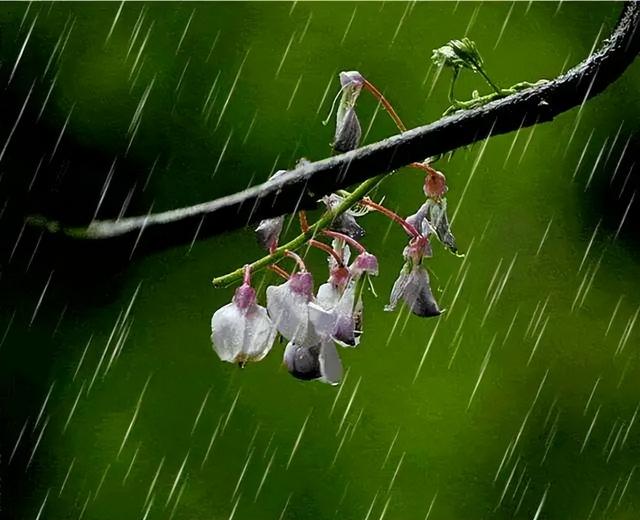 怎样理解春雨贵如油，春雨贵如油农谚也有