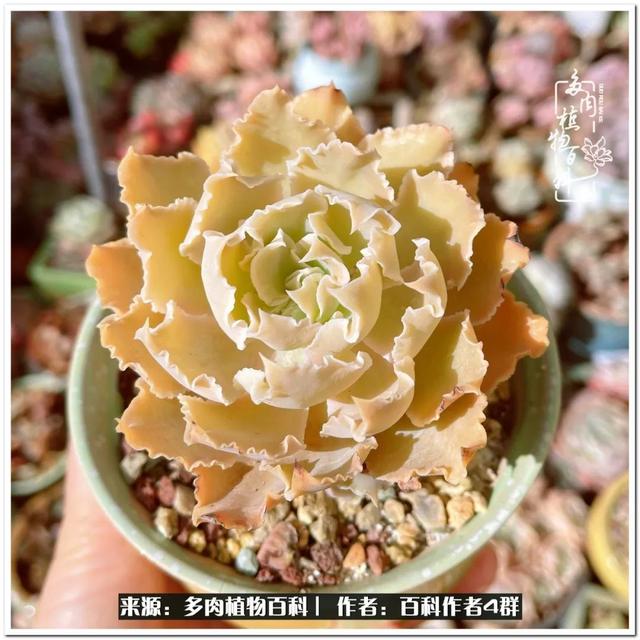 好养的容易上色的景天科多肉，景天科常见多肉图鉴不完全版D系列