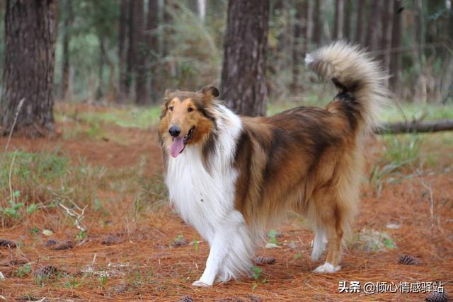 聪明的中大型犬品种，服从性最高的5种中大型犬