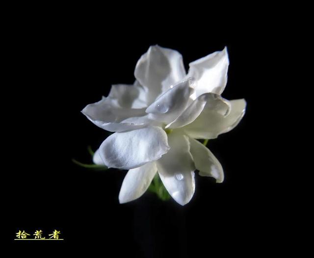 茉莉花代表的寓意是什么,好一朵茉莉花象征 茉莉花代表的寓意是什么,好一朵茉莉花象征