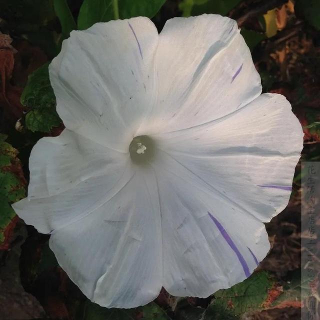 做梦也没想到牵牛花能开成这个样子，斗牛牛心脏（周公解梦：梦见这四种花草）