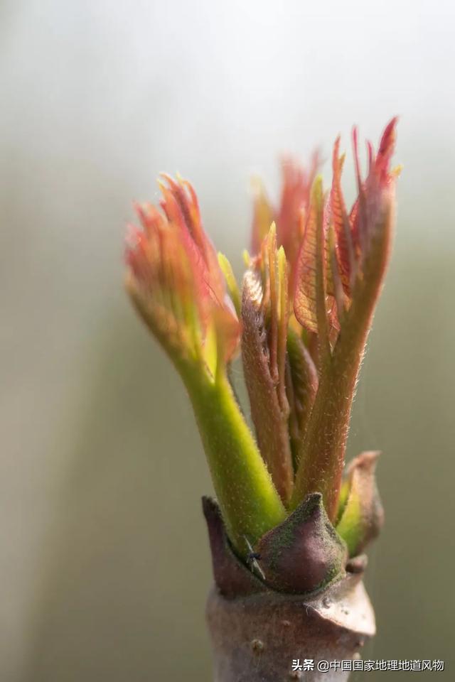 在地里挖的野苦菜怎么吃，野菜苦菜的三种家常吃法