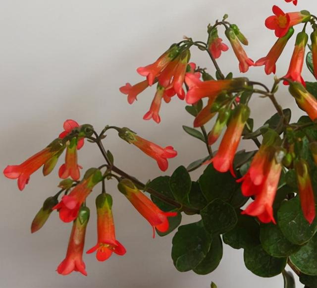 春节花卉品种大全大图，春节遇花期，五彩斑斓过新年