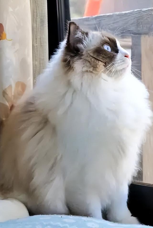 母猫应该绝育吗，它真的没有你想象的那么神奇