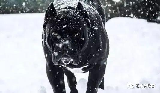 上海知青云南回忆录，七尺布票知青艰难回家之路