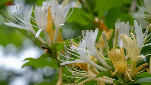 金银花养护技术要点，金银花一年四季的养殖方法